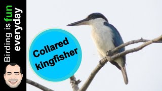 WhiteCollared Kingfisher call [upl. by Maren]