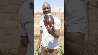 We harvested eggplants fertilised by chicken manure [upl. by Marrilee]