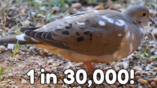 Rare Leucistic Mourning Dove A One in 30000 Phenomenon [upl. by Gaivn]