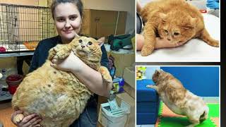 Worlds fattest cat died after vets failed to spot cancerous tumours under layers of flab [upl. by Grae516]