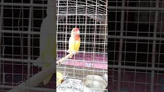 Innisai Rajesh Cherthala rajeevpillai flute instrumental shortvideo thebongnest bird viral y [upl. by Htiderem]