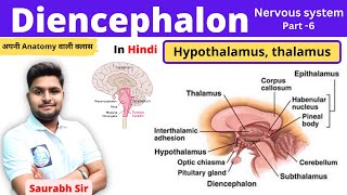 Diencephalon HypothalamusThalamus Nervous system in Hindi Part 6 Nursing NEET [upl. by Anaujik]