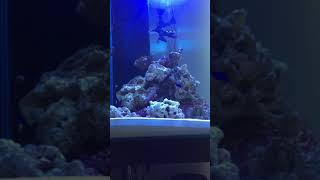 Acclimating a fire fish to my new reef [upl. by Aihtenyc]