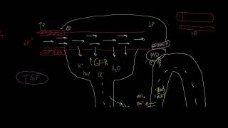 Tubuloglomeruläres Feedback Autoregulation der Niere [upl. by Einnal]