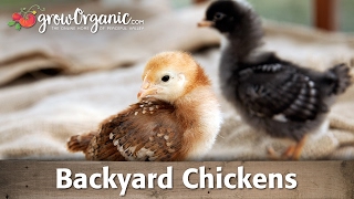 Backyard Chickens [upl. by Annas]