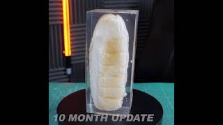 10 month epoxy hot dog update [upl. by Danice]