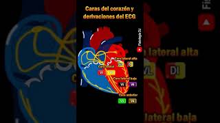 Electrocardiograma interpretación  Caras del corazón y ECG  Electrocardiograma [upl. by Fabyola]