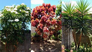 6 Lindos arbustos que cultivo no meu jardim [upl. by Llennhoj]