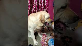 Dada amake ragache 🐉 labradorlovers shortsvideo doglover [upl. by Okier]