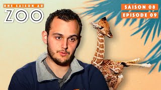 Ce Girafon est Malade et à Bout de Force  S08EP09  Émission Intégrale  Une Saison Au Zoo [upl. by Abby]