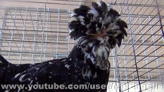 Poules et Coqs Houdan GR [upl. by Dabbs]