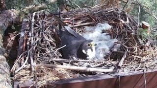 Eurasian Hobby Falco subbuteo nesting season 2024 Czechia platform no 2 part 5 [upl. by Legyn]