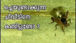 ഇങ്ങനെയാണ് ചീവീട് ഒച്ചയുണ്ടാക്കുന്നത് How Cricket Makes Noise [upl. by Carr]