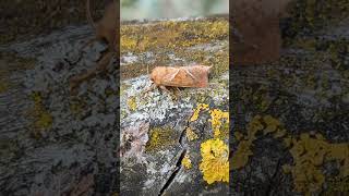 A stunning male Orange Swift Moth Triodia sylvina thinks about flying off moth orange [upl. by Halimak]