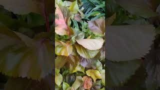 Acalypha wilkesiana nature croton gardenplants gardeninggarden [upl. by Assirehs]