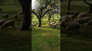 Sheep stop in Vermont apple orchard [upl. by Yerkovich846]