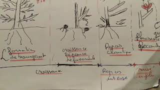 Résumé de croissance et développement des plantes partie2 [upl. by Scuram]