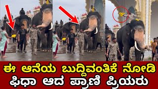 ಈ ಆನೆಯ ಬುದ್ದಿವಂತಿಕೆ ನೋಡಿ ಫಿಧಾ ಆದ ಪ್ರಾಣಿ ಪ್ರಿಯರು Bheema Elephant [upl. by Oirom]