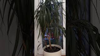 Dracena w Pokoju a za oknem Pelargonia 🪴😉 [upl. by Gunar331]