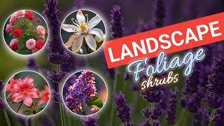 Landscaping FOLIAGE Shrubs [upl. by Ahsimet114]