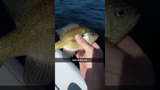 Bluegill sunfish Wait till the end outdoors [upl. by Schoenfelder]