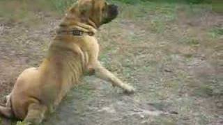 MASTIFF is a TURKISH DOG RACE and IT IS NOT ENGLISH [upl. by Raimund]