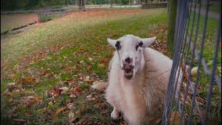 Bedrijfsvideo Kinderboerderij Wezenlanden [upl. by Mychal]