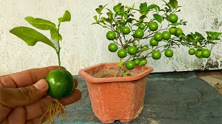 Grow lemon from lemon fruit  Cultivar limones a partir de un limón [upl. by Baruch]