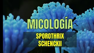 SPOROTHRIX SCHENKII  Tema 12 Micología  Microbacter [upl. by Hanas]