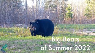 The biggest fattest bears of Summer 2022 [upl. by Noryb575]