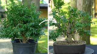 Making a Boxwood Bonsai [upl. by Armyn]