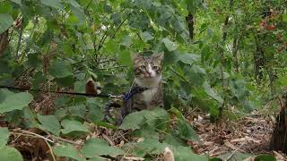 Fluffy Cat Hides in a Green Forest [upl. by Fusuy]