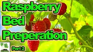 Raspberry Bed Prep Part 2  UK Here We Grow [upl. by Kcireddor]