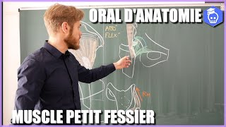 ORAL DANATOMIE  MUSCLE PETIT FESSIER en 10 minutes [upl. by Gibe321]