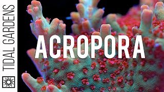 Acropora Coral Care Tips [upl. by Held]