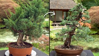 Learn how to create a Juniper Bonsai tree [upl. by Arraic245]