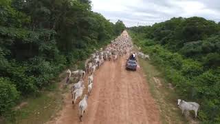 Safari on the Transpantaneira through the cattle [upl. by Eihcir]