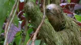 Mouldy Sloth Amazing Animals  Amazon Assassin  BBC wildlife [upl. by Anselmi958]