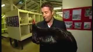 BLACK ROOSTER SCARES REPORTER ON LIVE TV [upl. by Ailbert]