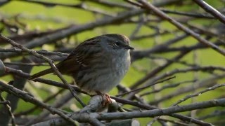 Vroege Vogels  Heggenmus tussen de takken [upl. by Niai901]