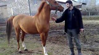 Karabakh horse stalion Samur05022011096mp4 [upl. by Haze]