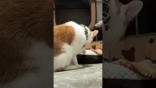 私、綺麗？😸😸😸Am I pretty shorts short shortvideo [upl. by Oigaib887]