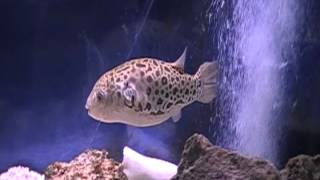 Puffer in 55 Gallon Tank [upl. by Fransisco]