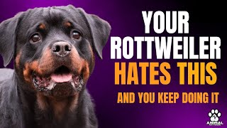 Rottweiler 7 Things Your Rottweiler Secretly Hates [upl. by Karab]