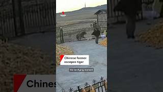 Chinese farmer escapes mauling from Siberian tiger [upl. by Addia422]