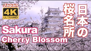 4K Japan Cherry Blossom Spotssakura日本の桜名所 絶景 京都 Kyoto 吉野山 弘前公園 上野公園 新宿御苑 姫路城 千鳥ヶ淵 花見 満開 観光 旅行 [upl. by Abehsile]