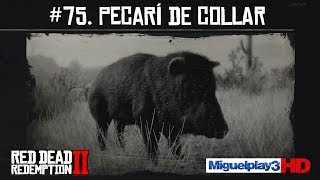 Localización Pecarí de Collar  75 Compendio Animales  Red dead redemption 2 [upl. by Enella]