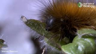 Day 22 of 24 Species of Christmas the Arctic Woolly Bear Caterpillar  Royal Society of Biology [upl. by Dardani427]