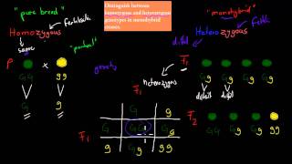 6Homozygous and Heterozygous genotype HSC biology [upl. by Stickney]