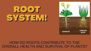 Root System [upl. by Tad469]